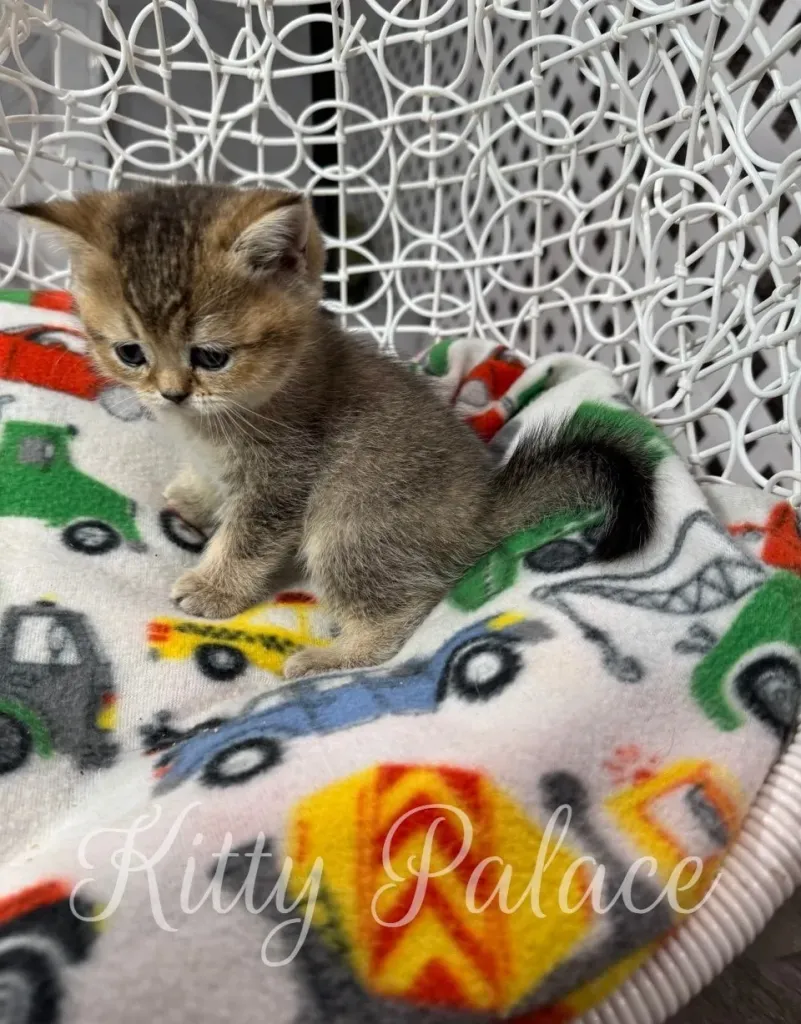 Golden kitten Ariel sitting on colorful blanket inside a white chair