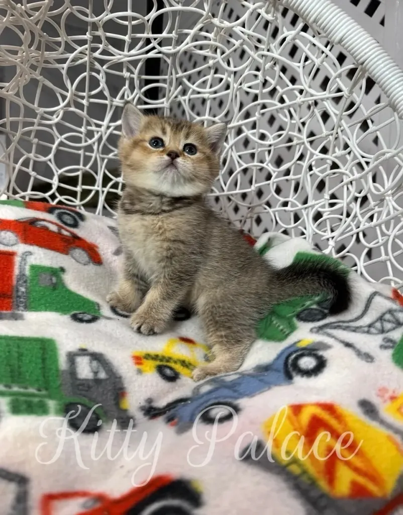 Scottish Straight kitten Ariel looking up while sitting calmly