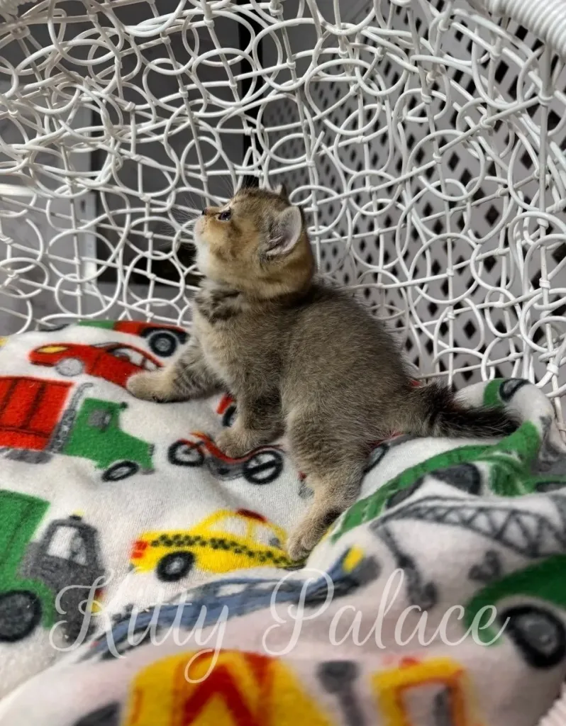 Side view of cat Scottish Straight kitten Ariel on cozy blanket