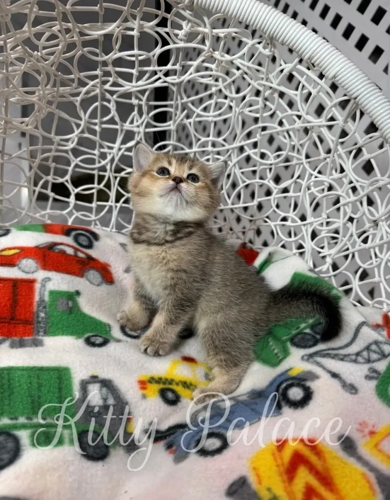 Chinchilla-colored kitten resting peacefully in a white round basket