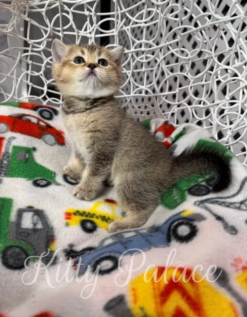 Black golden chinchilla kitten with calm expression watching upward