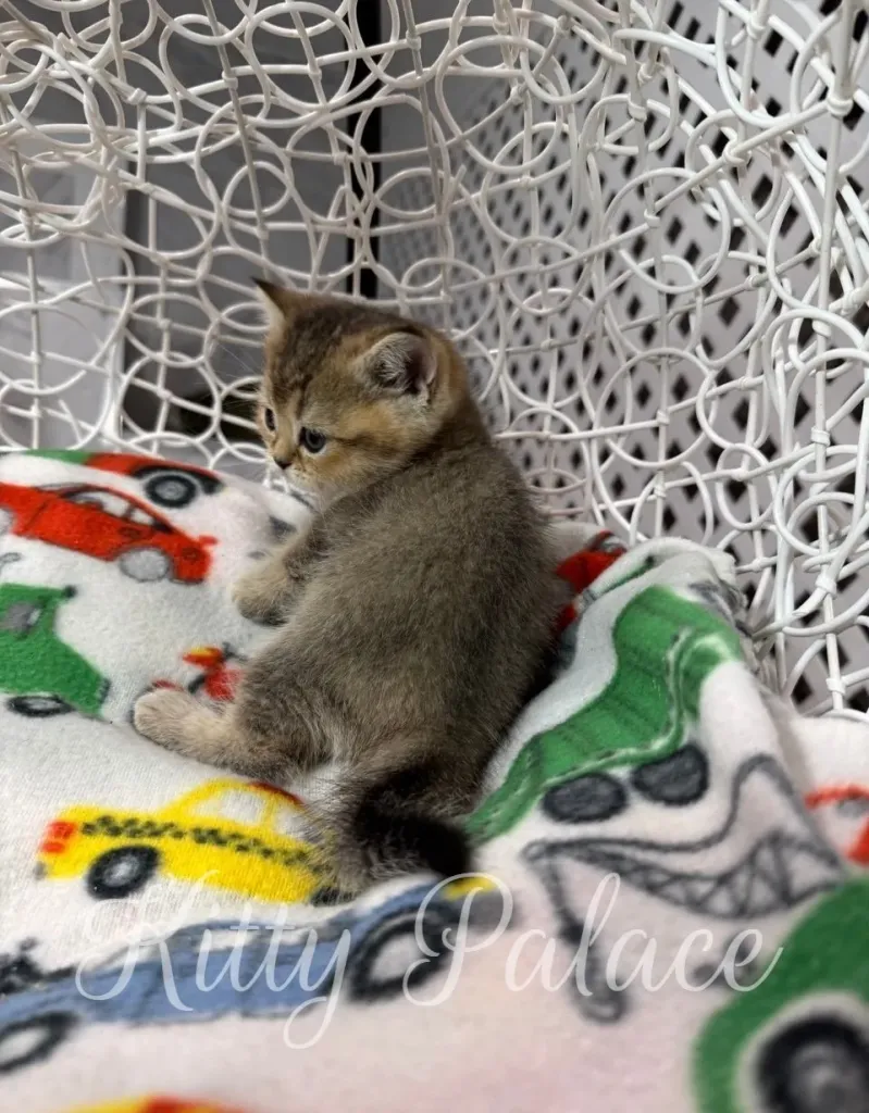 Cat Scottish Straight kitten Ariel calmly sitting in decorative chair