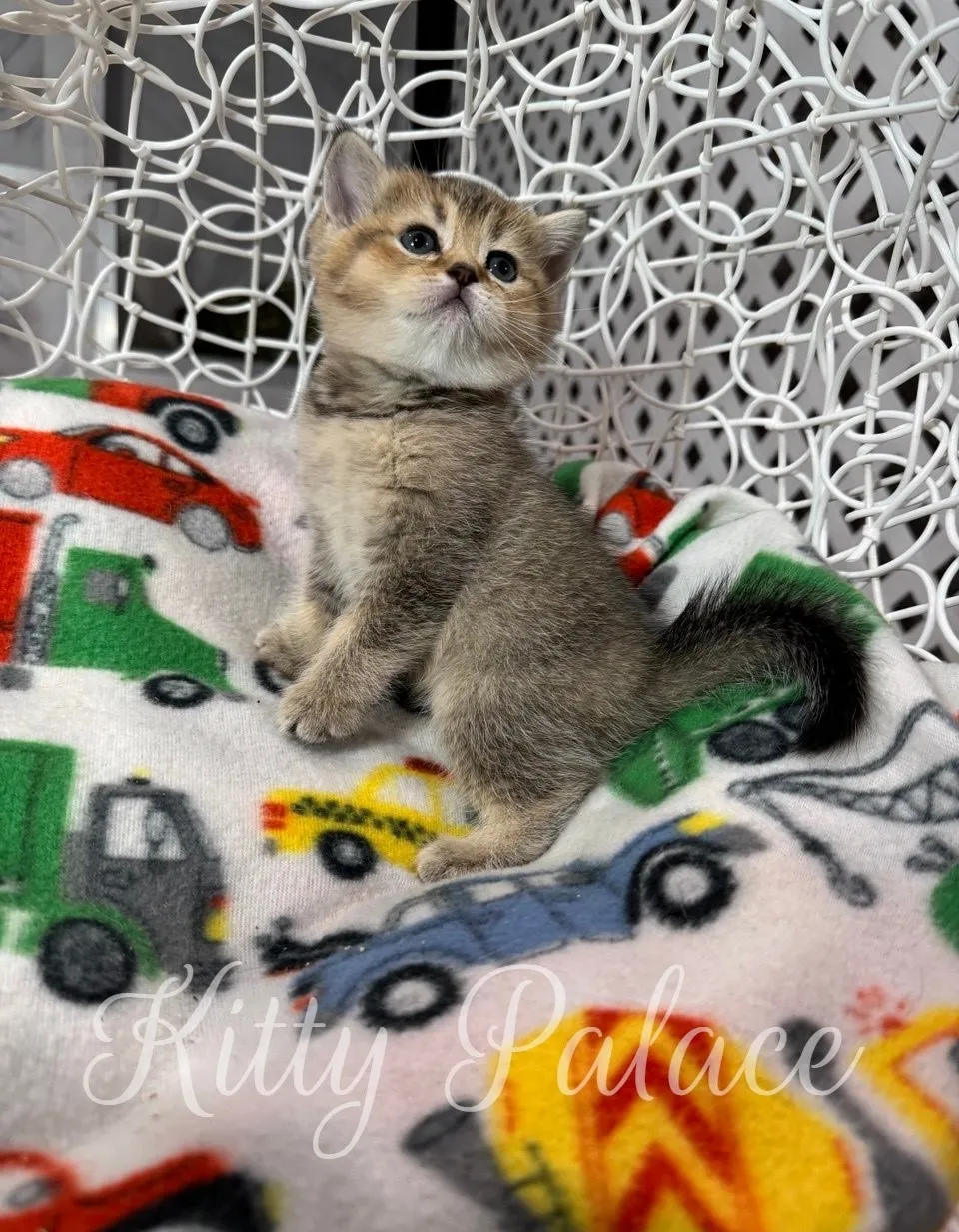 Cat Scottish Straight kitten Ariel sitting confidently on colorful blanket