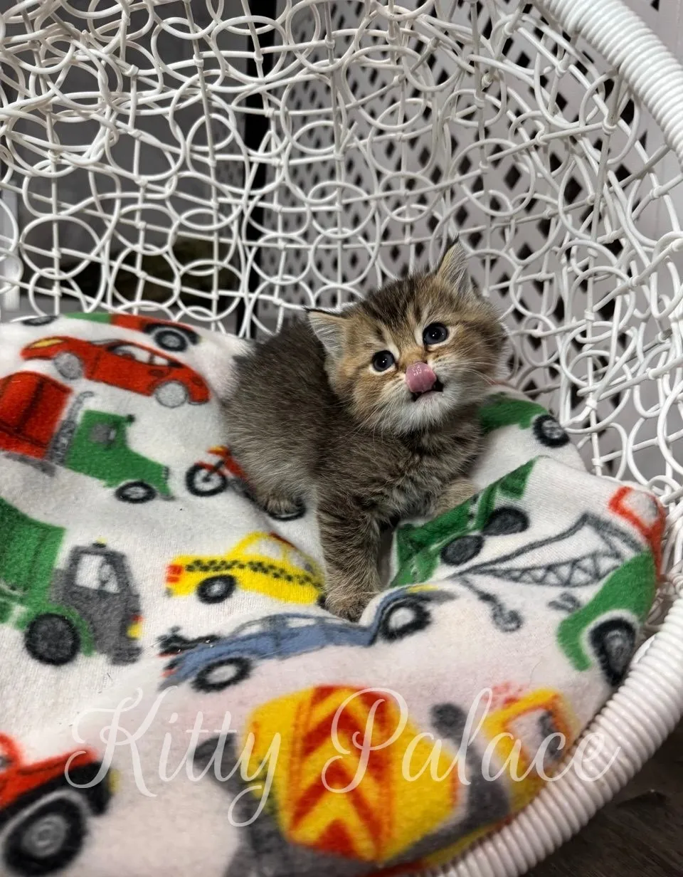 Adorable Scottish Straight kitten Gina with tongue out, lying on a blanket with cars