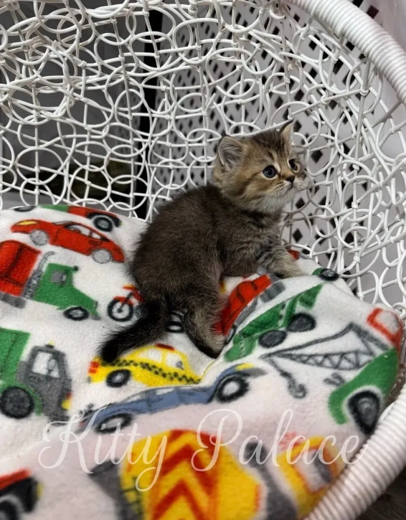 Black golden chinchilla kitten Gina observing surroundings from a cozy chair