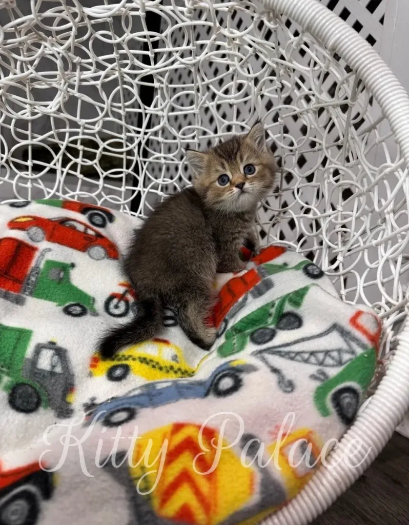 Gina the Scottish Straight kitten looking up with big eyes from soft bedding