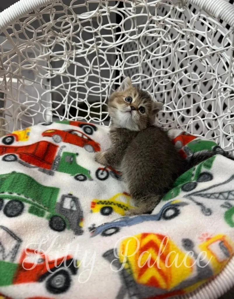 Kitten Gina with golden fur turning her head in a white round chair
