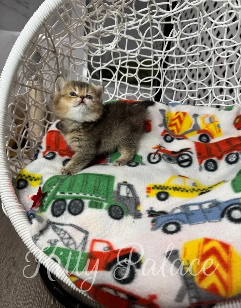 Curious kitten Gina with bright eyes on colorful printed blanket