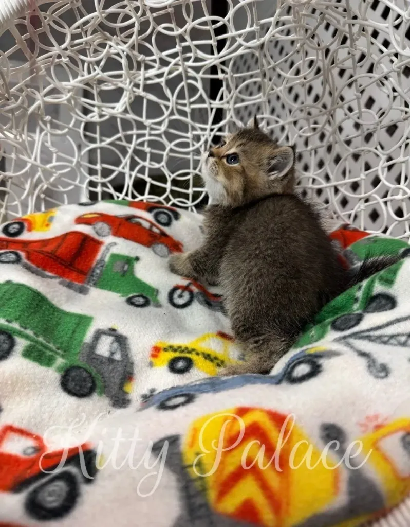 Gina the kitten sitting in a white chair, looking up with curiosity on a colorful blanket