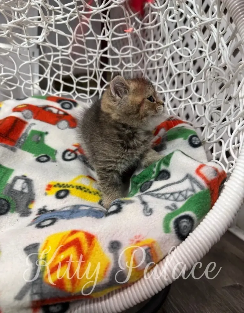 Small Scottish Straight kitten posing confidently with lifted head