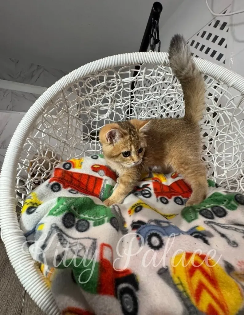 Scottish Straight kitten Goldie preparing to jump down from her hanging chair