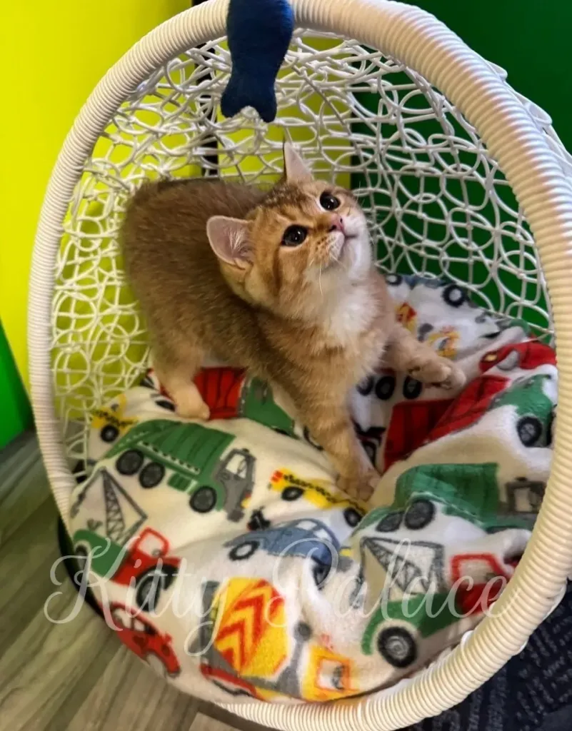 Curious kitten Goldie looking up with bright round eyes