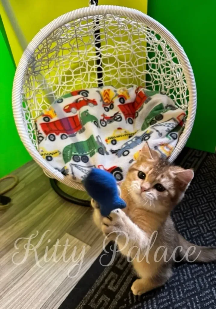 Golden chinchilla kitten holding a toy in front of the hanging chair