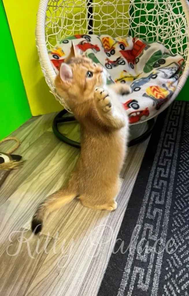 Goldie - Scottish Straight Female for Sale, Buy Kitten in USA. Kitty Palace Cattery