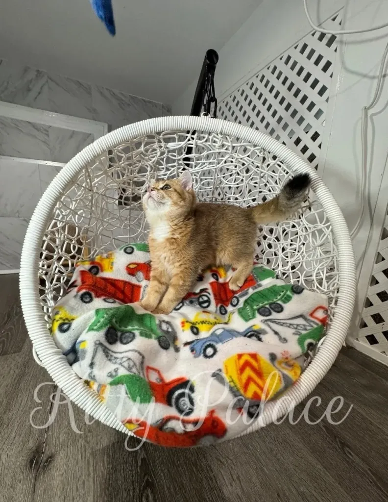 Goldie standing on a blanket inside her cozy swing chair