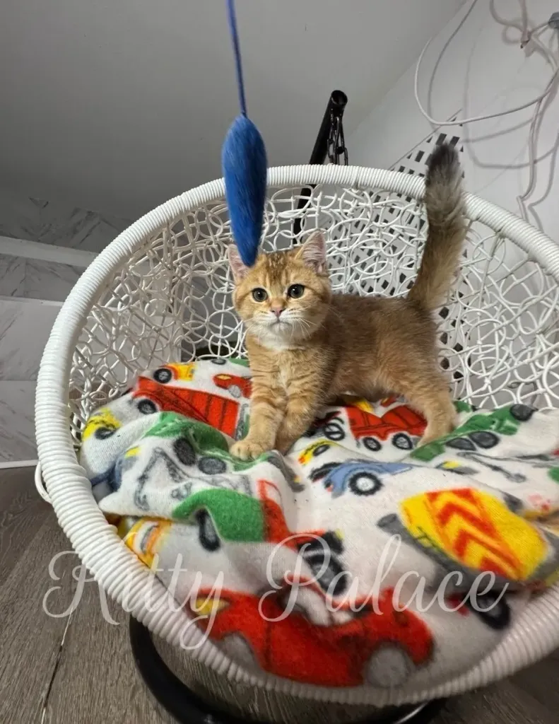 Goldie watching a toy above her, ready to pounce
