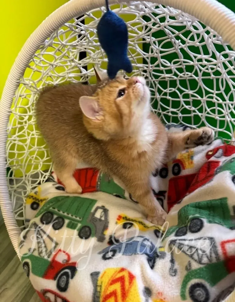 Goldie plays with a blue toy mouse while standing on a colorful blanket