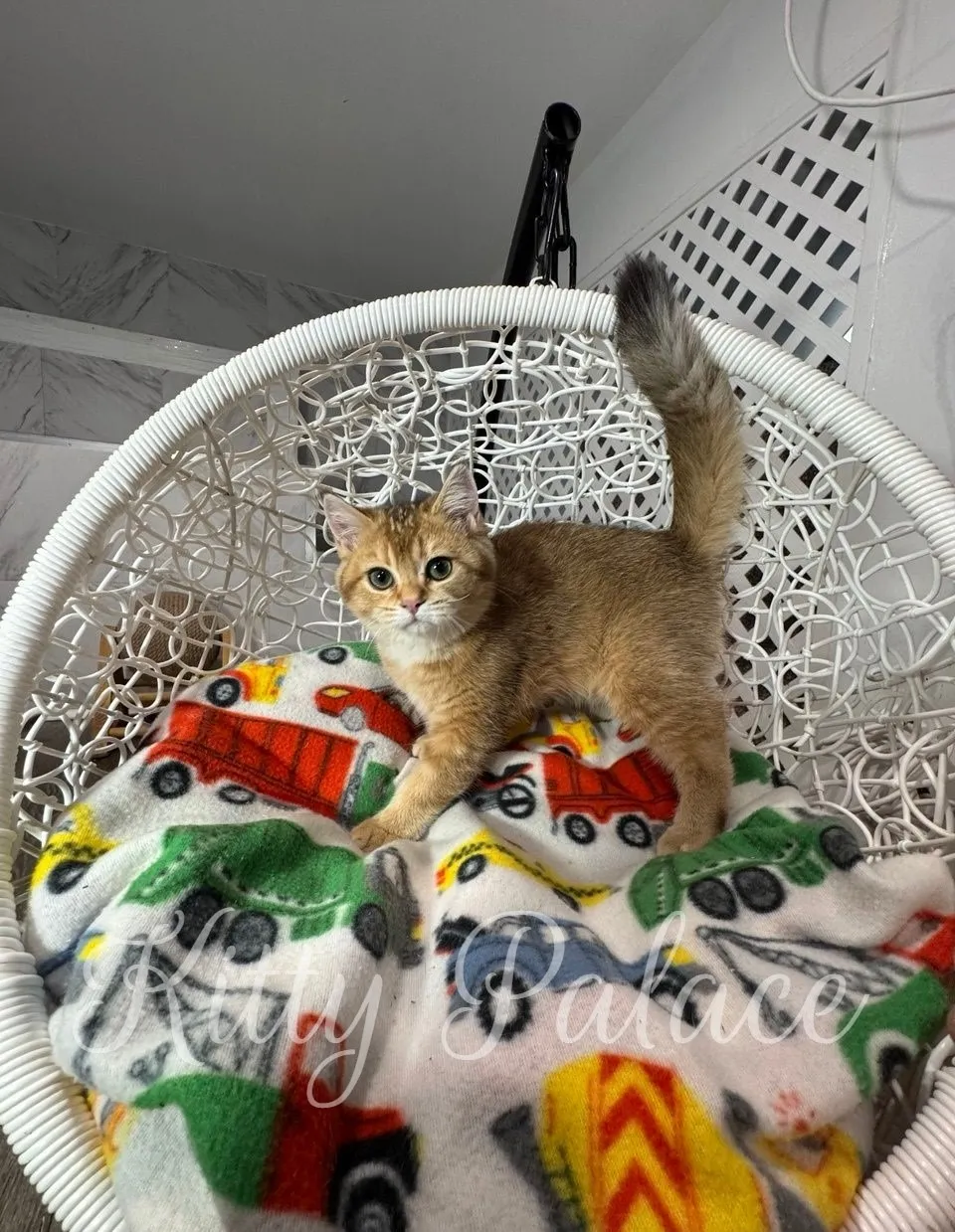 Elegant golden kitten exploring her soft bed