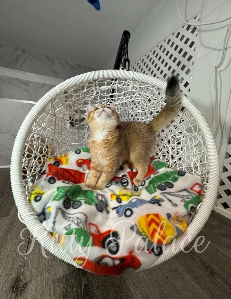 Goldie reaching up playfully with her tail curled up