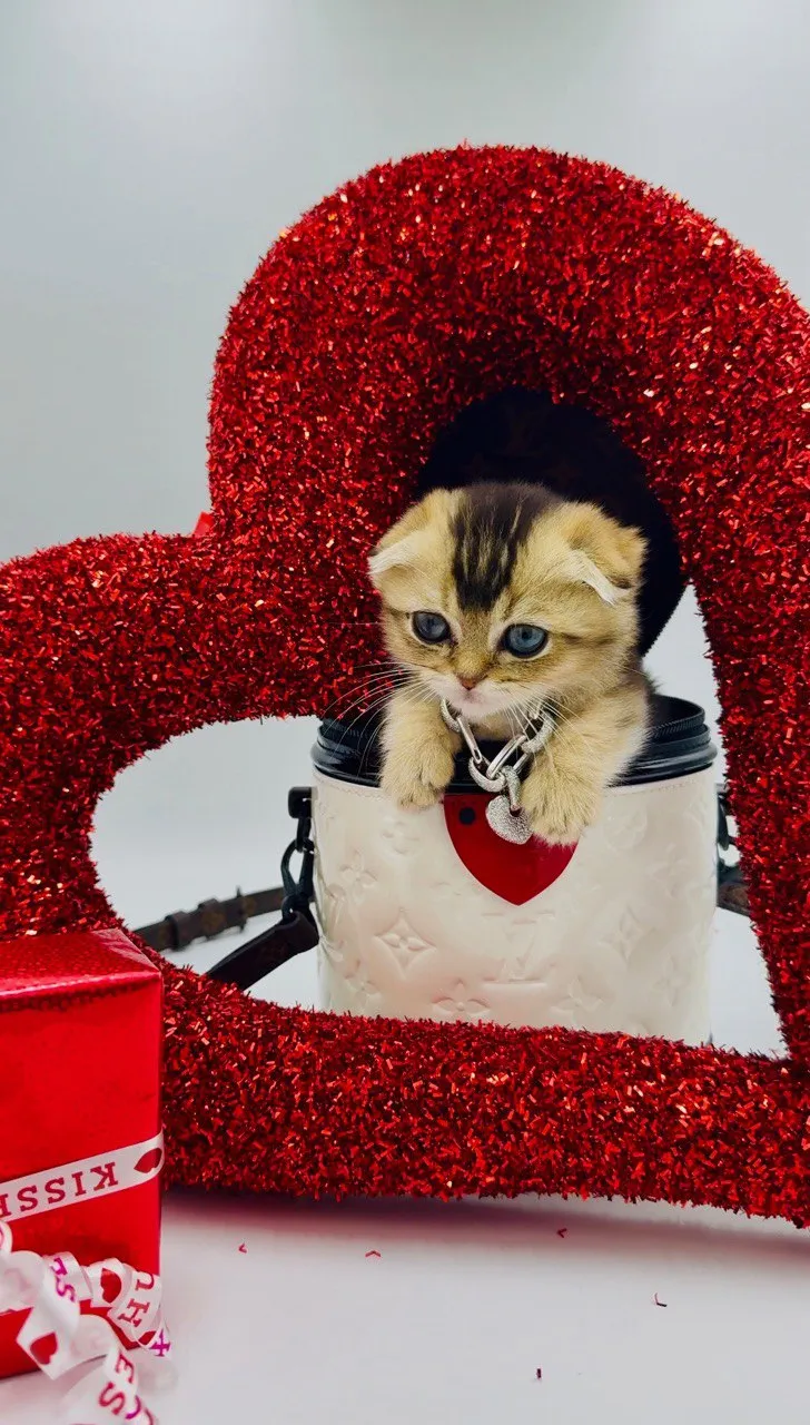 Kitty Palace Cattery - Scottish Kittens For Sale. Customer reviews. Breeders near me
