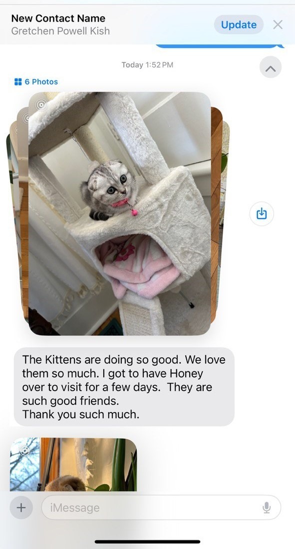 Kitty Palace Cattery - Scottish Kittens For Sale. Customer reviews