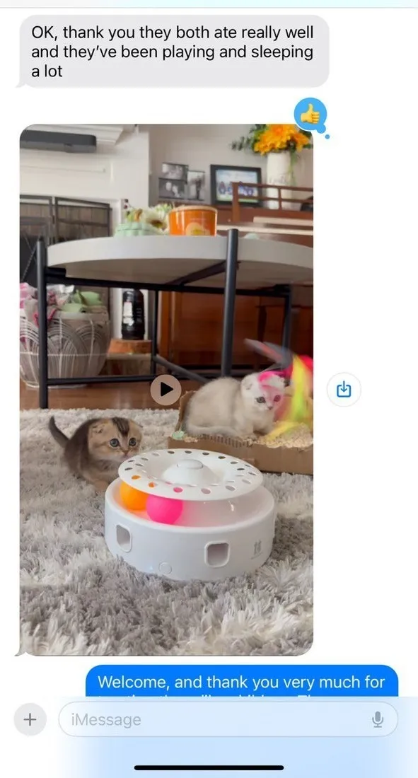 Kitty Palace Cattery - Scottish Kittens For Sale. Customer reviews