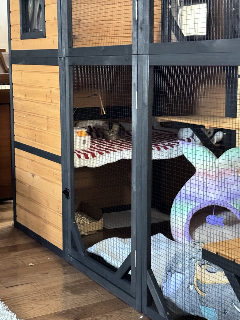 Kitty Palace Cattery - Scottish Kittens For Sale. Customer reviews