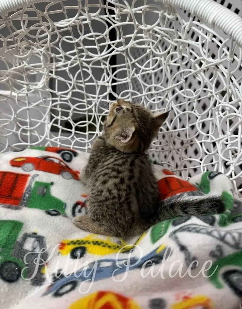 Leo the Scottish Straight kitten looking up with curiosity from a cozy chair
