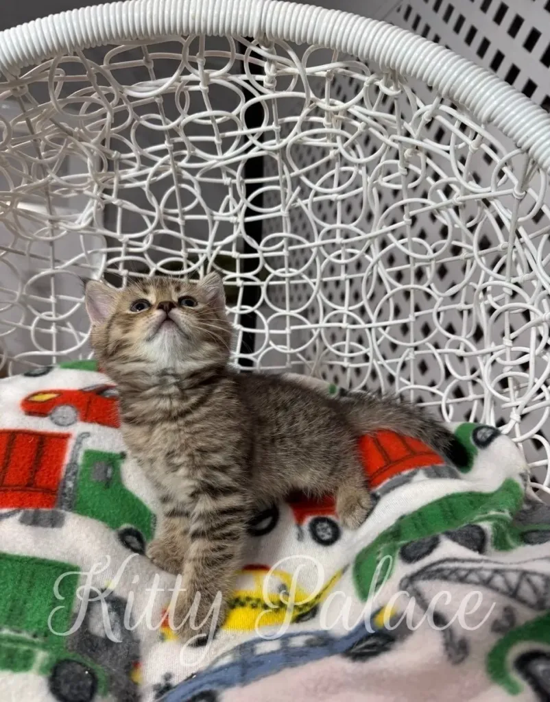 Buy Scottish Straight kitten – Leo with clear tabby markings gazes upward