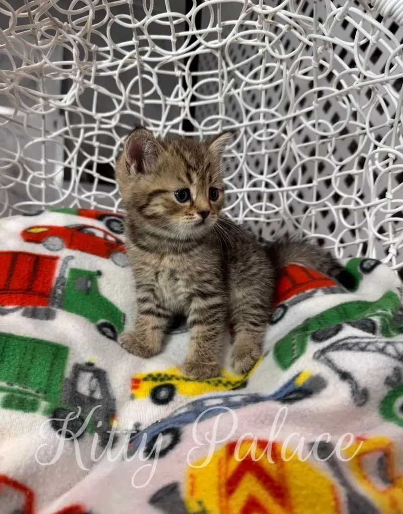 Playful Leo the Scottish Straight kitten in a white basket seat