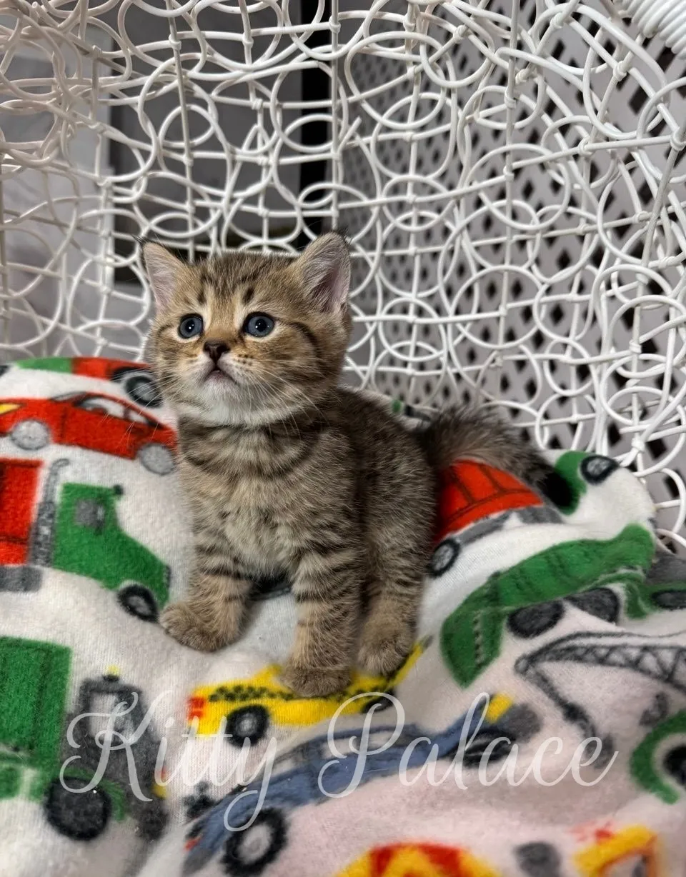 Leo shows his confident posture and round eyes as he sits attentively