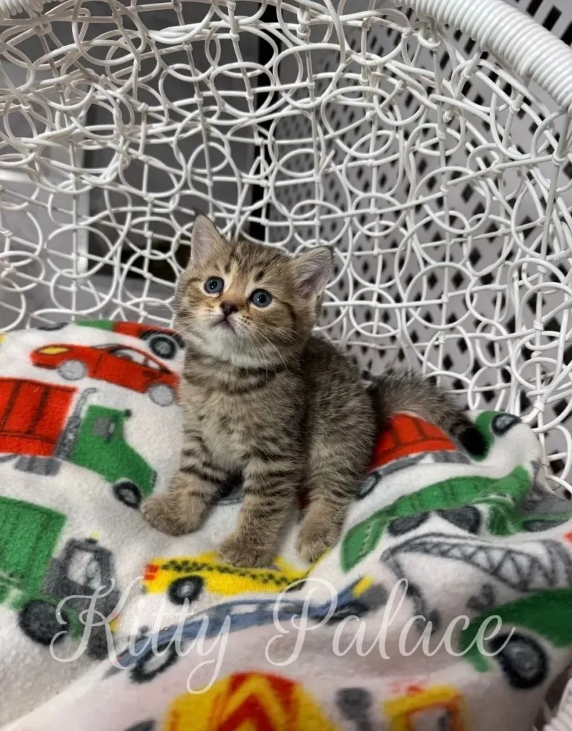 Black golden chinchilla tabby kitten relaxing on a soft blanket