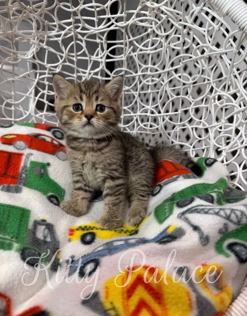 Scottish Straight kitten Leo sitting quietly in a decorative chair