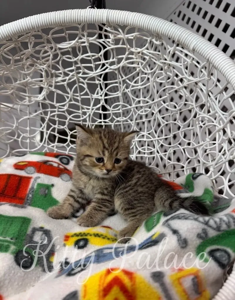Bright-eyed Leo watches with curiosity – perfect Scottish Straight kitten for sale