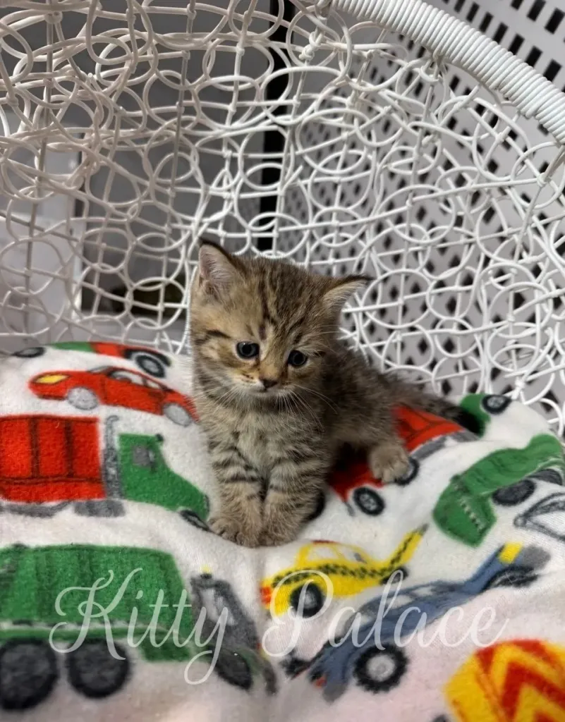 Adorable black golden chinchilla tabby kitten Leo sitting calmly on a colorful blanket