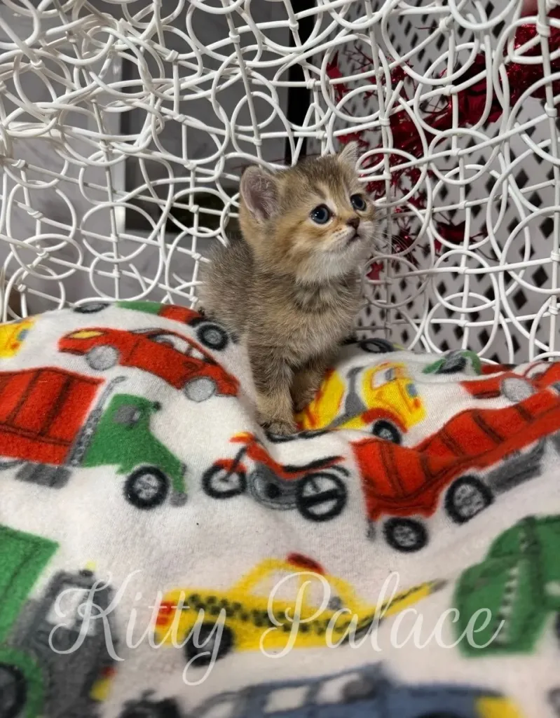 Tiny black golden chinchilla kitten sits quietly on a cozy printed blanket