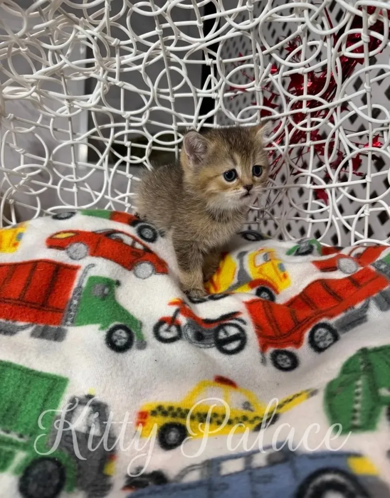 Scottish Straight kitten Princess looks over her shoulder with gentle expression