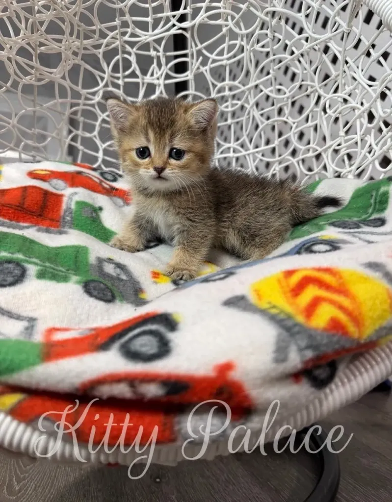 Princess the Scottish Straight kitten sits upright, watching curiously with big eyes