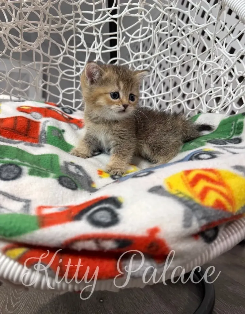 Cute golden chinchilla kitten with straight ears turns her head to the side