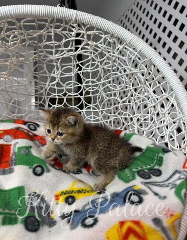 Playful Scottish Straight kitten on a swing chair covered with car-printed blanket