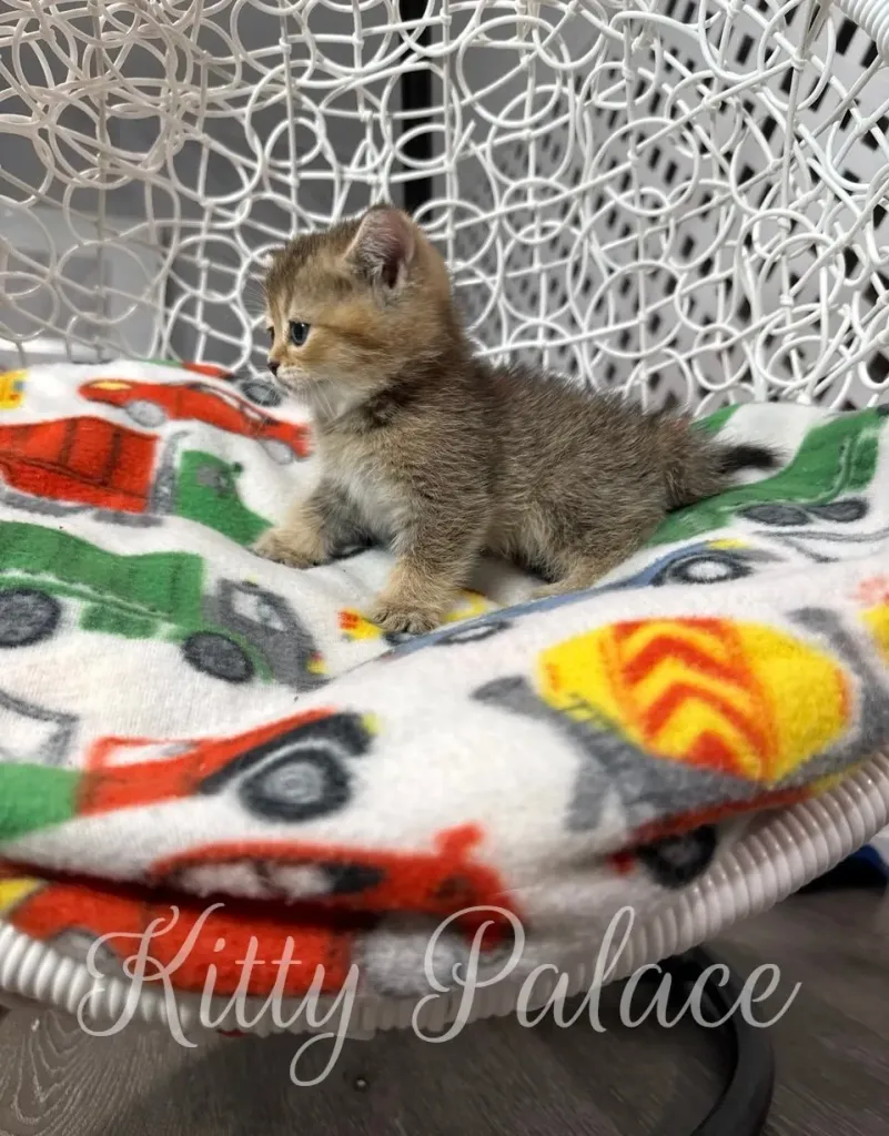 Princess kitten in black golden chinchilla color reaches out with paw on white swing