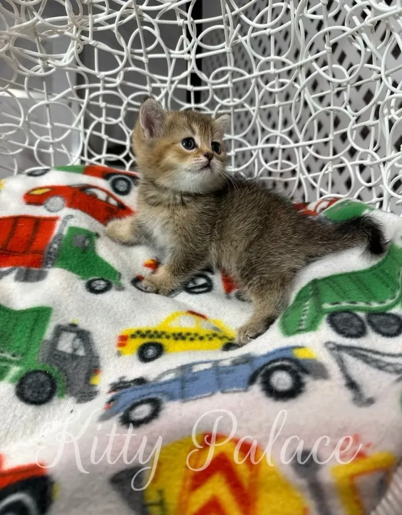 Scottish Straight kitten on a colorful blanket looks alert and ready to play