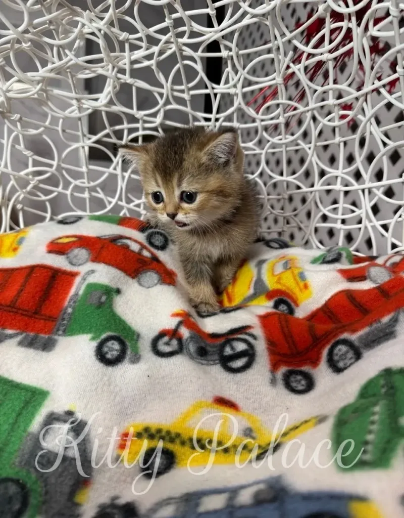 Close-up of Princess kitten’s face with round eyes and soft golden fur
