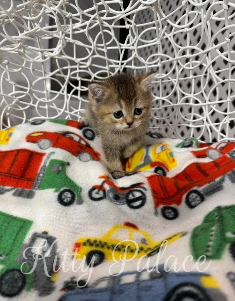 Princess, our Scottish Straight cat baby, gazes up sweetly from the chair