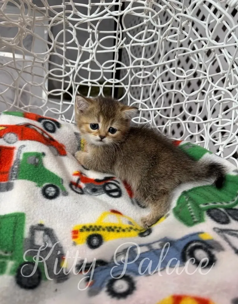 Black golden chinchilla Scottish Straight kitten Princess lies curled up on colorful blanket