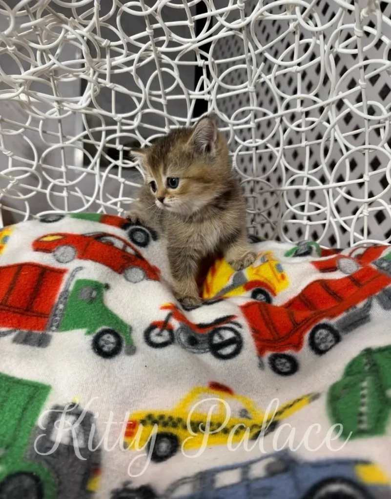 Golden chinchilla kitten poses confidently while standing in the middle of swing
