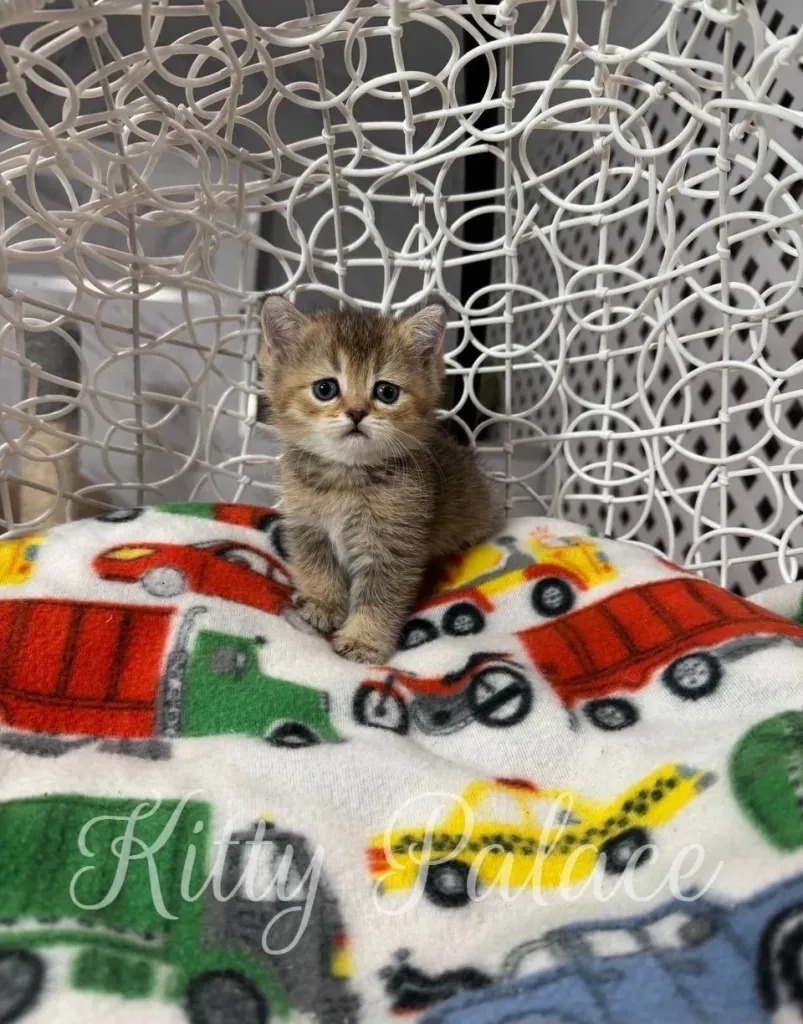 Playful black golden chinchilla kitten exploring her cozy spot