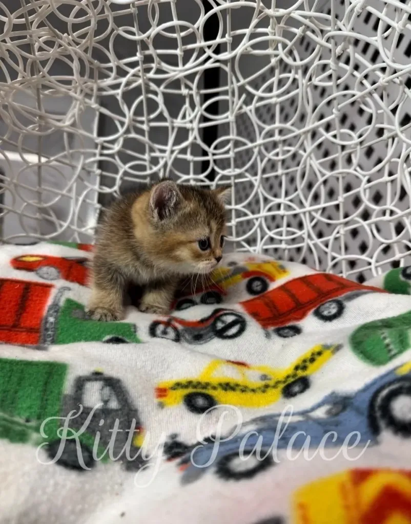 Scottish Straight kitten for sale near me – Sweety showing off her fluffy golden fur