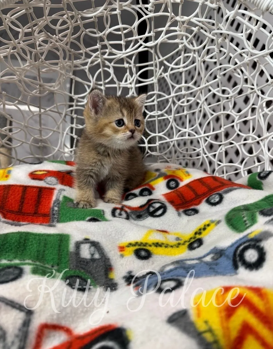 Looking for a Scottish Straight kitten for sale near me? Sweety might be your perfect match