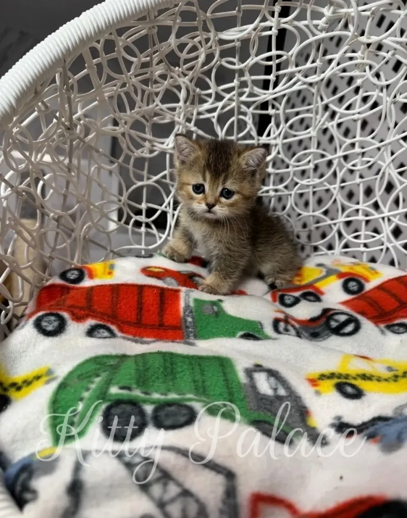 Sweet black golden chinchilla Scottish Straight kitten looking up with bright eyes